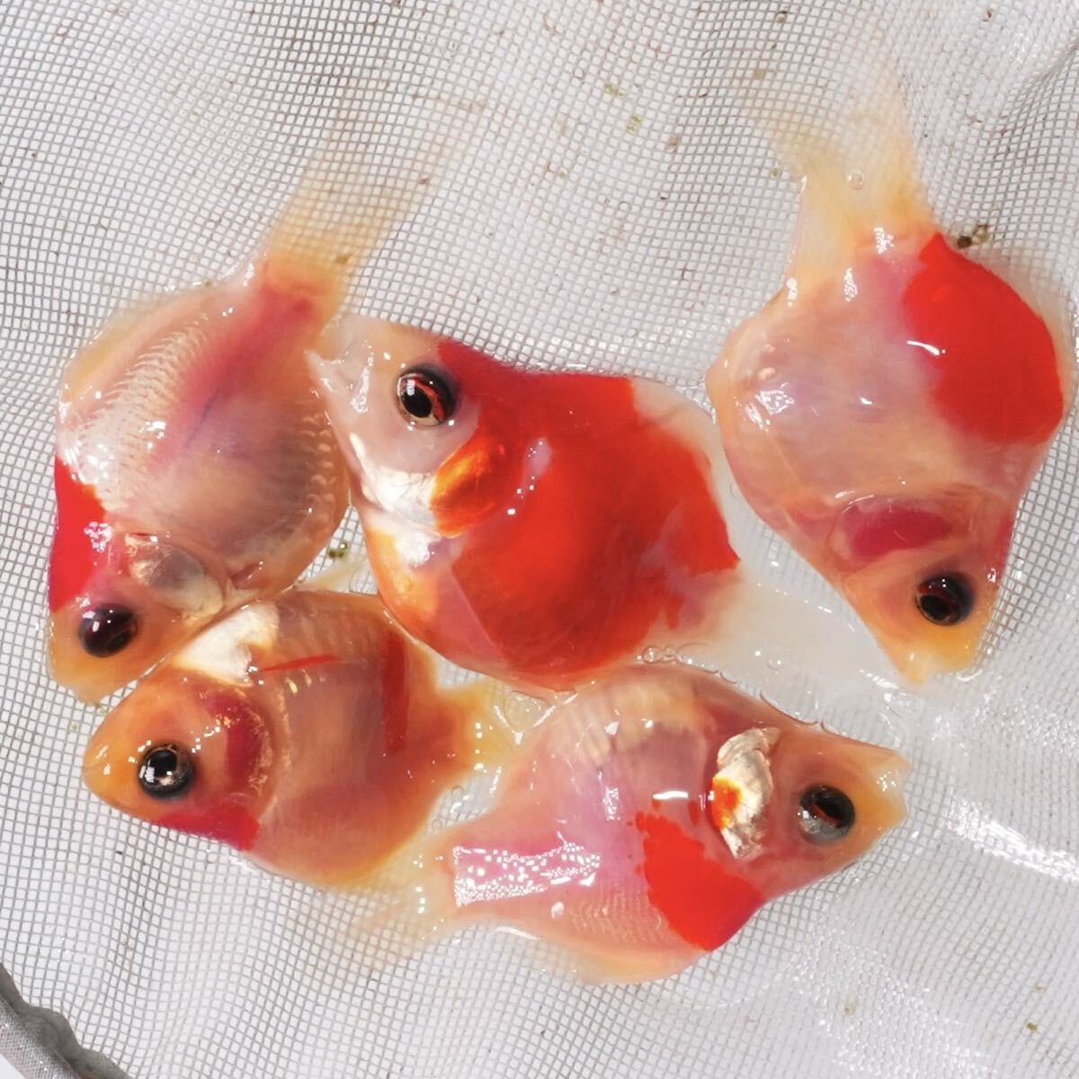 特選個体 更紗もみじ玉サバ 5匹 約4センチ きんぎょ 金魚拍卖