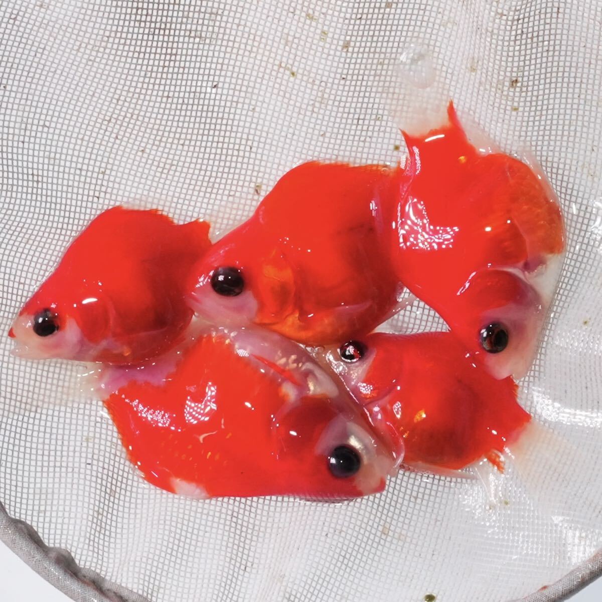 特選個体 もみじ玉サバ 5匹 約4センチ きんぎょ 金魚拍卖