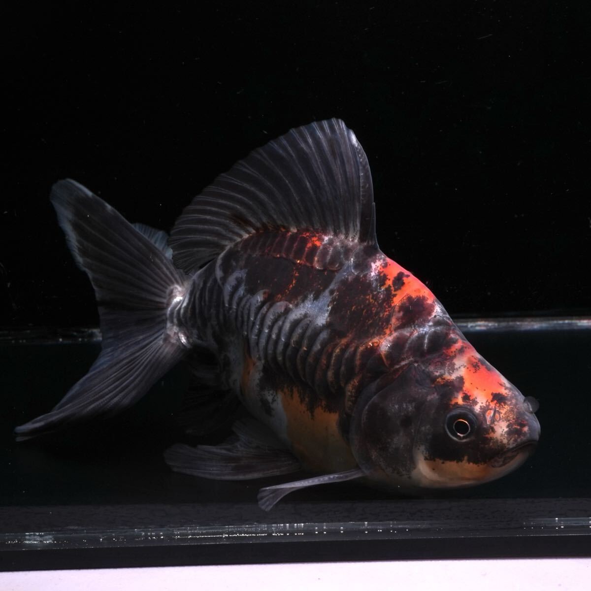 最高グレード 吉野養魚場産 ドラゴンスケールブロードテール五色和金 1匹 約16センチ オス きんぎょ 金魚拍卖