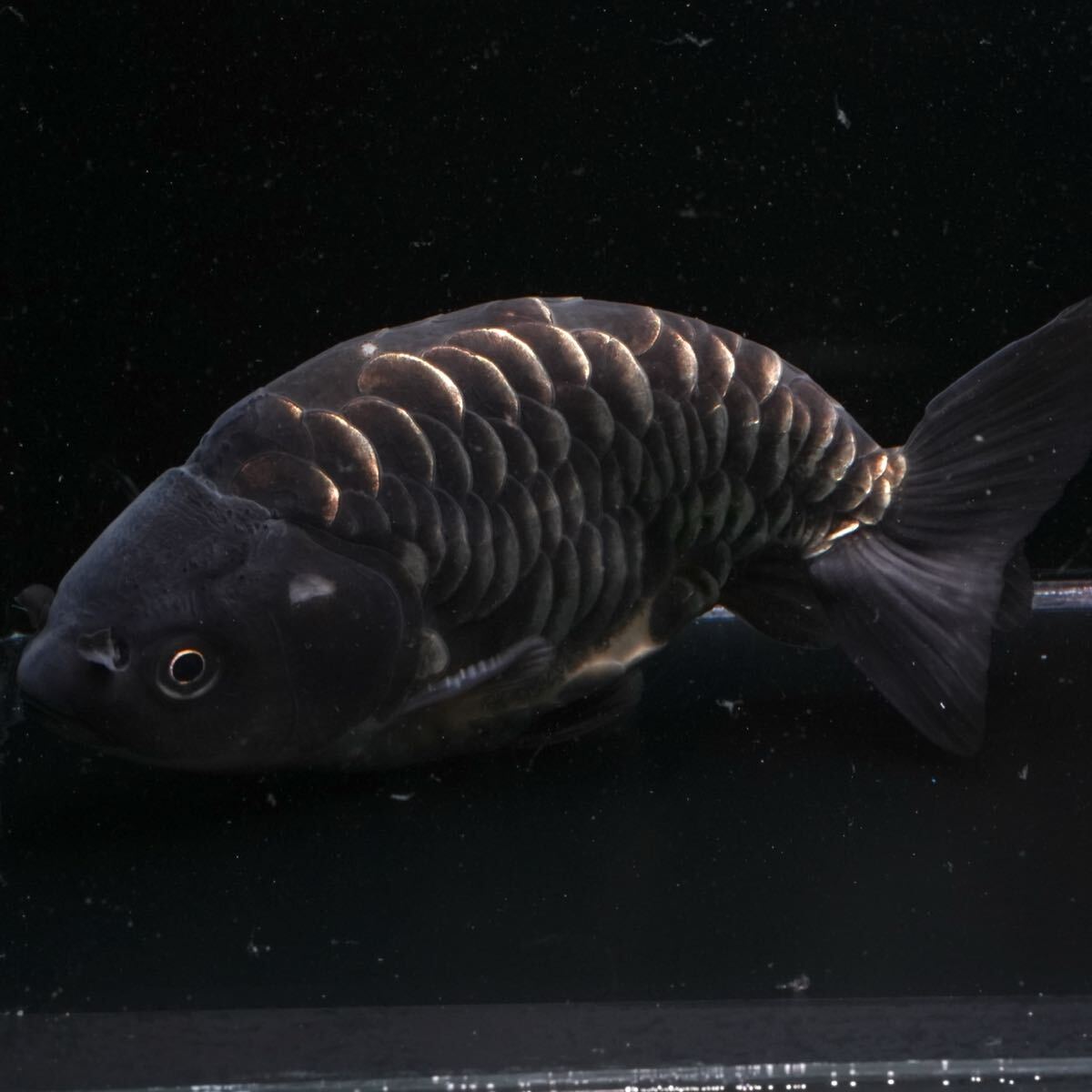 最高グレード ドラゴンスケール銀魚 吉野養魚場産 1匹 約14センチ オス きんぎょ 金魚拍卖