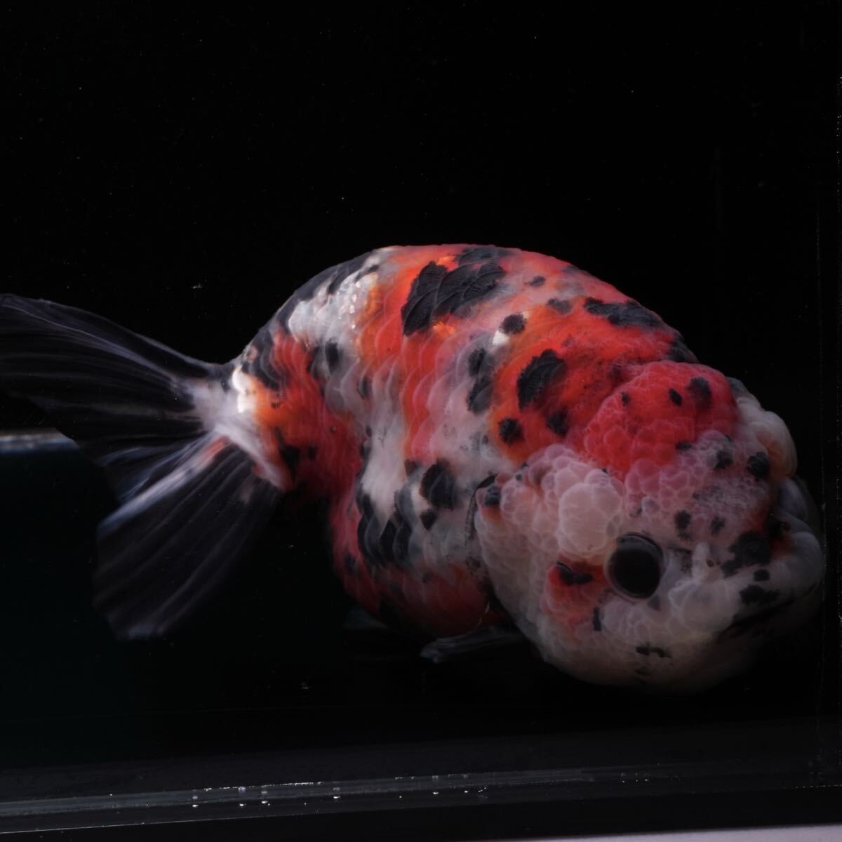 最高グレード 志村養魚場産 江戸錦 1匹 約14センチ メス きんぎょ 金魚拍卖