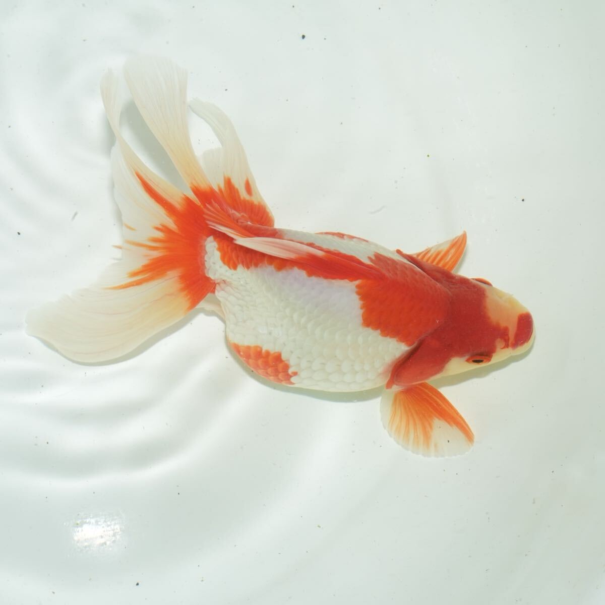 最高グレード 更紗琉金 髙澤養魚場産 1匹 約19センチ メス きんぎょ 金魚拍卖