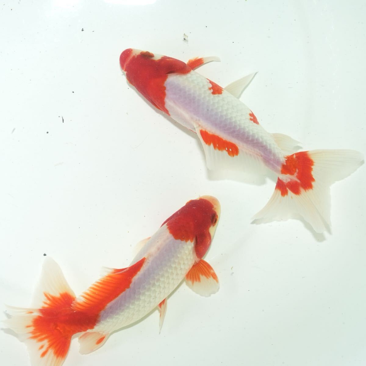 最高グレード 荻野養魚場産 更紗三尾和金 2匹(1qr)約16センチ きんぎょ 金魚拍卖