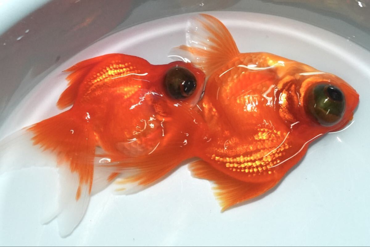 激レア もみじ出目琉金 2匹 約8センチ きんぎょ 金魚拍卖
