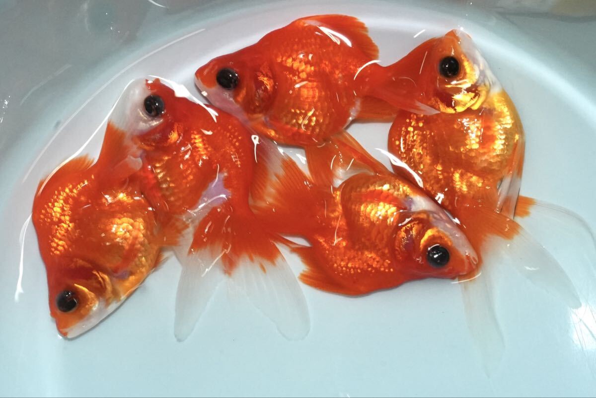 特選個体 もみじ琉金 5匹 約7センチ 金魚 きんぎょ拍卖