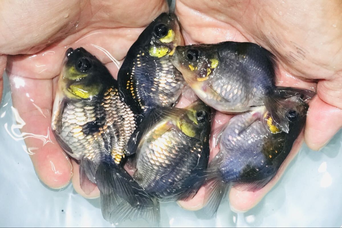 極美 青もみじ琉金 5匹 約 8センチ きんぎょ 金魚拍卖