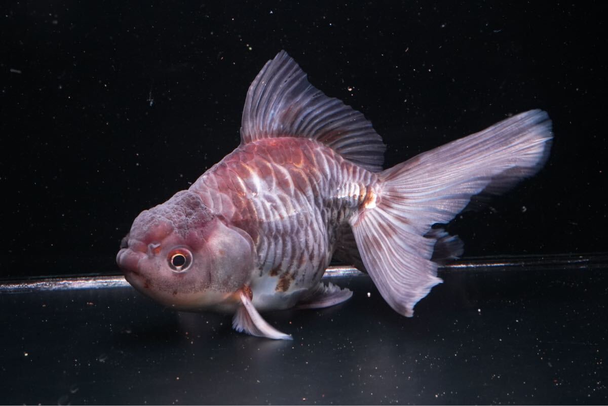 吉野養魚場 親種クラス ドラゴンスケール五色東錦 1匹 13センチ きんぎょ 金魚 拍卖