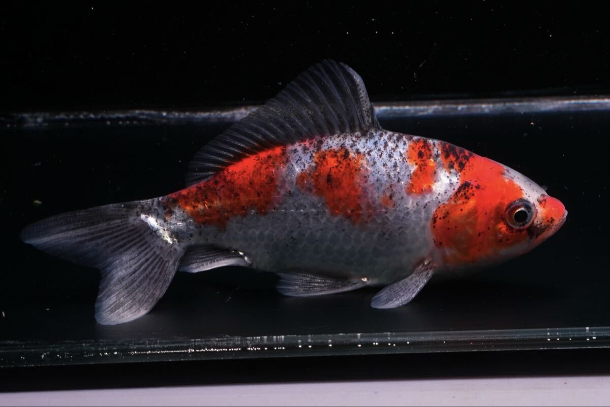 特選個体 キャリコ銀鱗三尾和金 1匹 約9センチ 金魚 きんぎょ拍卖
