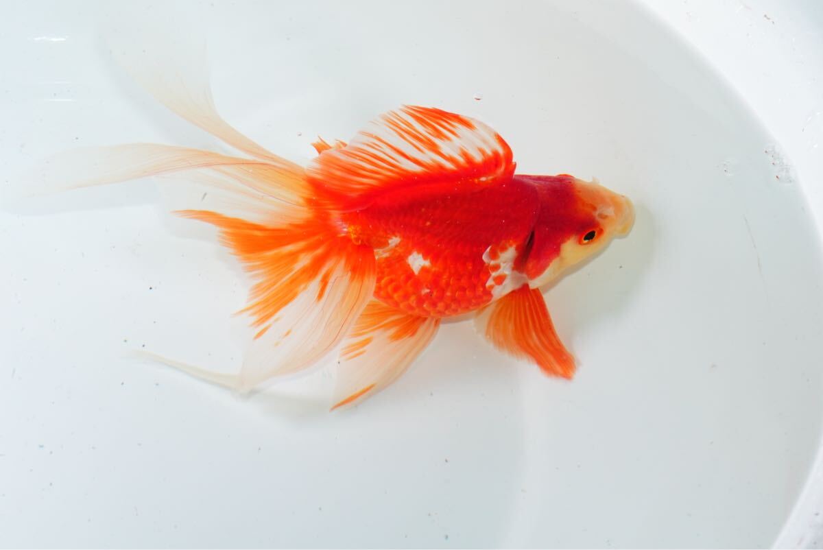 髙澤養魚場産 親種クラス 更紗琉金 1匹 約18センチ 金魚 きんぎょ拍卖