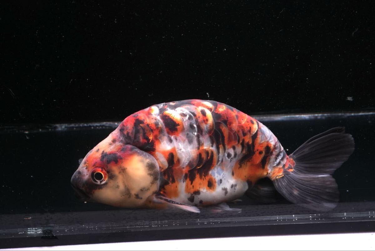 最高グレード ドラゴンスケール江戸錦 吉野養魚場産 1匹 約12センチ オス きんぎょ 金魚拍卖