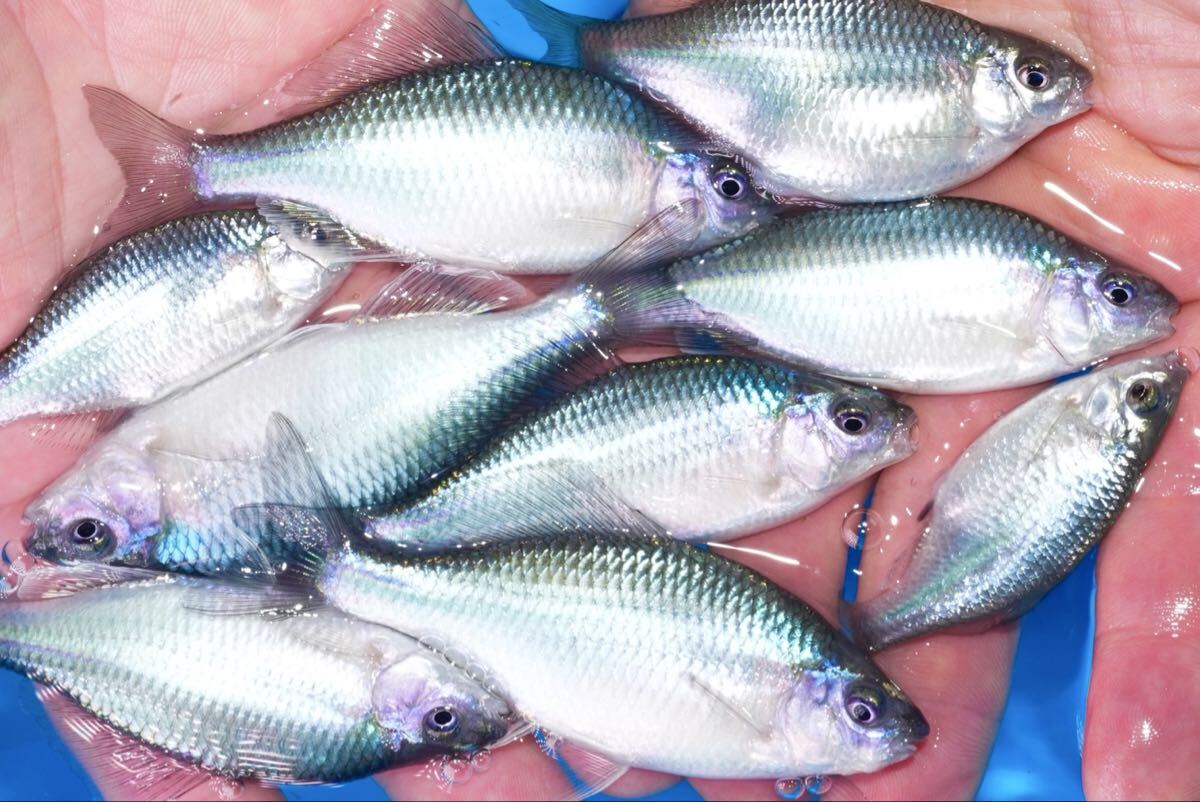 【ブルーの輝き】カネヒラブルーメタリック 2匹 1qr タナゴ 川魚 拍卖