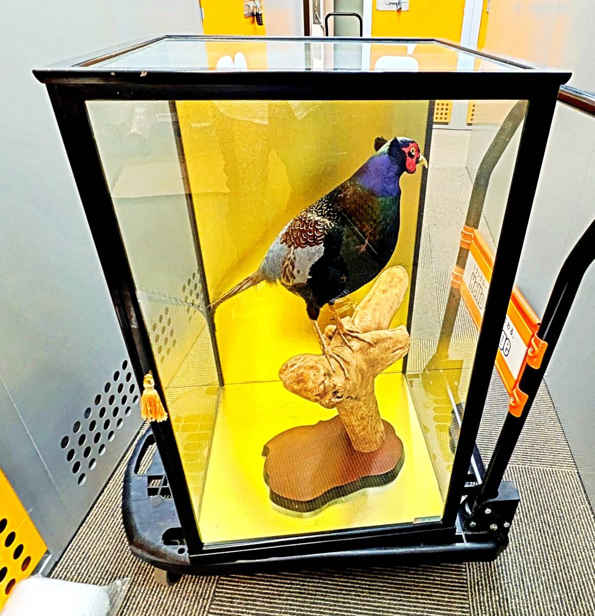 キジ 剥製 きじ 雉 ケース付 置物 縁起物 昭和レトロ 鳥 山鳥拍卖