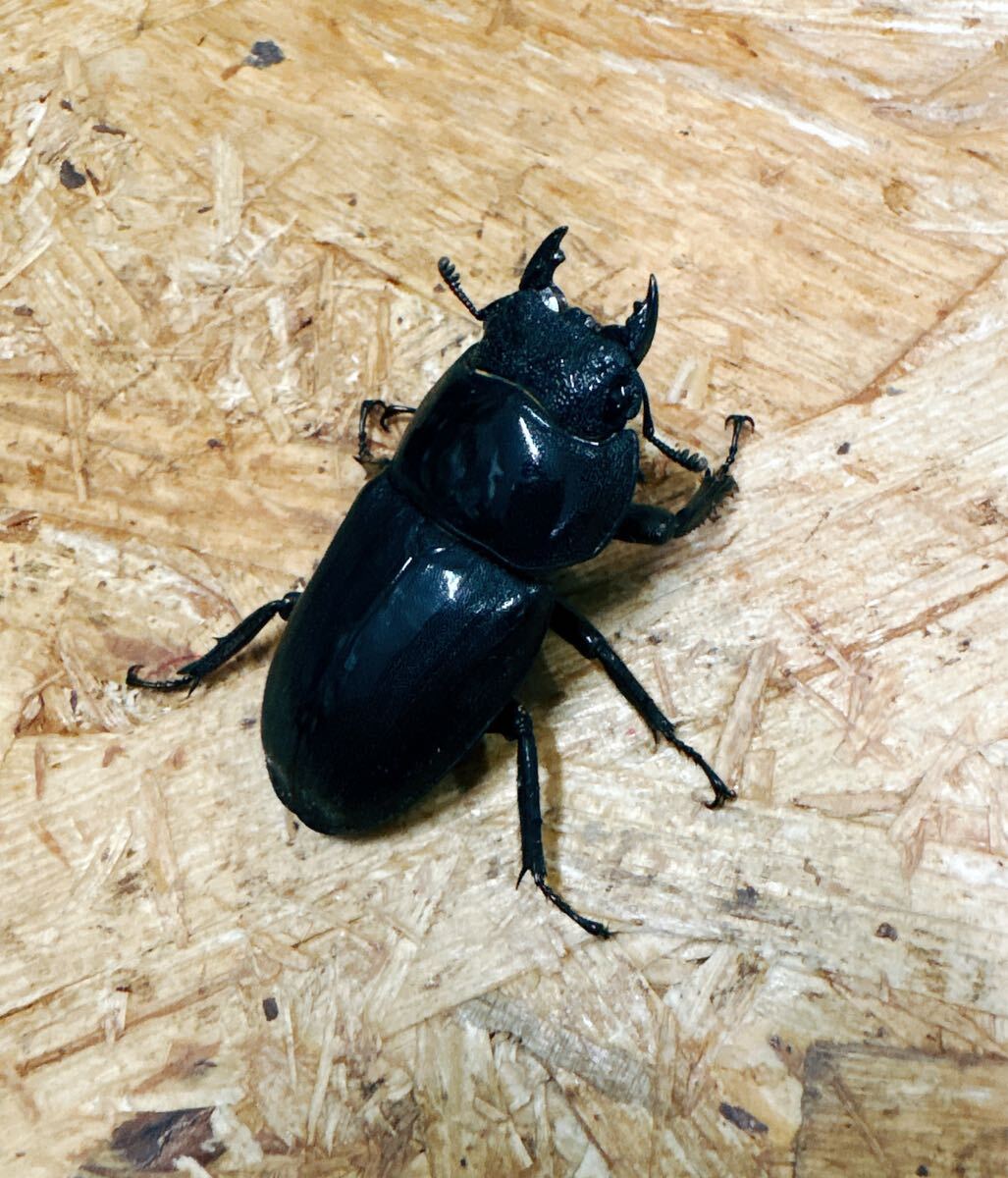 !!『M122』スマトラオオヒラタ(アチェ)♀47mm単体拍卖