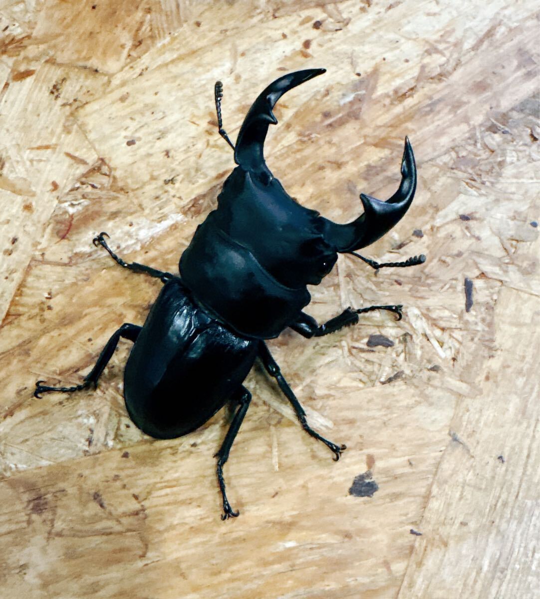 !!『M95』中国ホーペ(広東省 平遠県)♂57mm単体拍卖