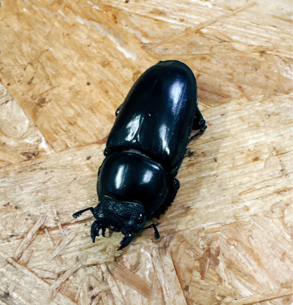 !!『M96』ブータンアンタエウス(シェムガン)♀43mm単体拍卖