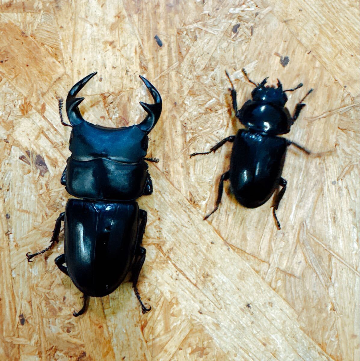 『M105』インドグランディスオオクワガタペアGarda94.1血統(インド マニプール ラムカ)♂80mm ♀46mm拍卖