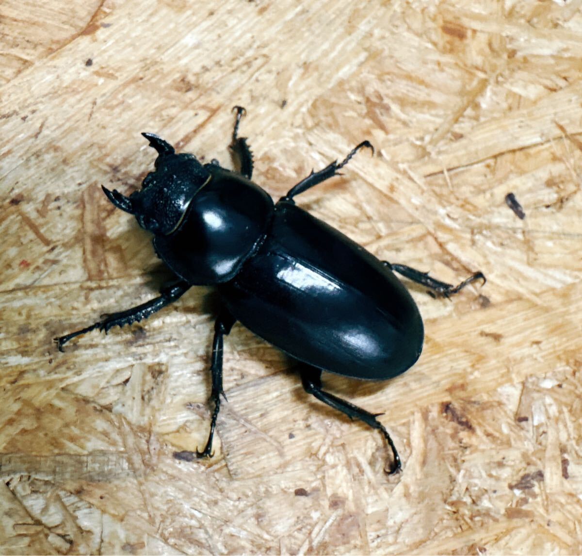 !!『M121』ブータンアンタエウス(シェムガン)♀39mm単体拍卖