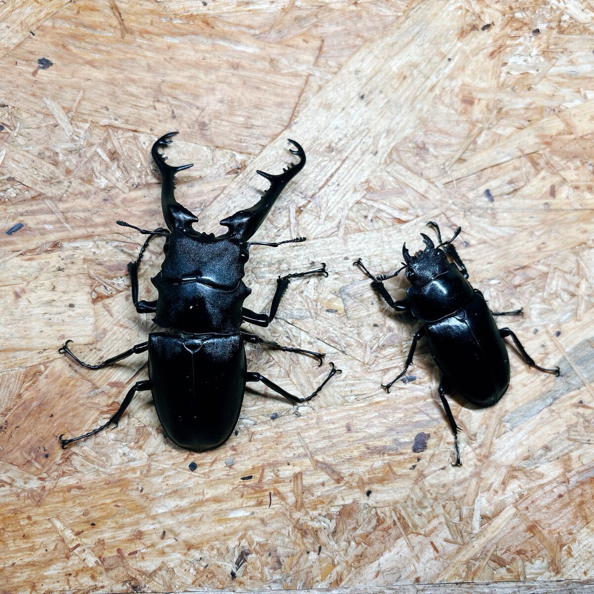 !!『M82』ギラファノコギリクワガタペア(フローレス)♂96mm ♀50mm拍卖