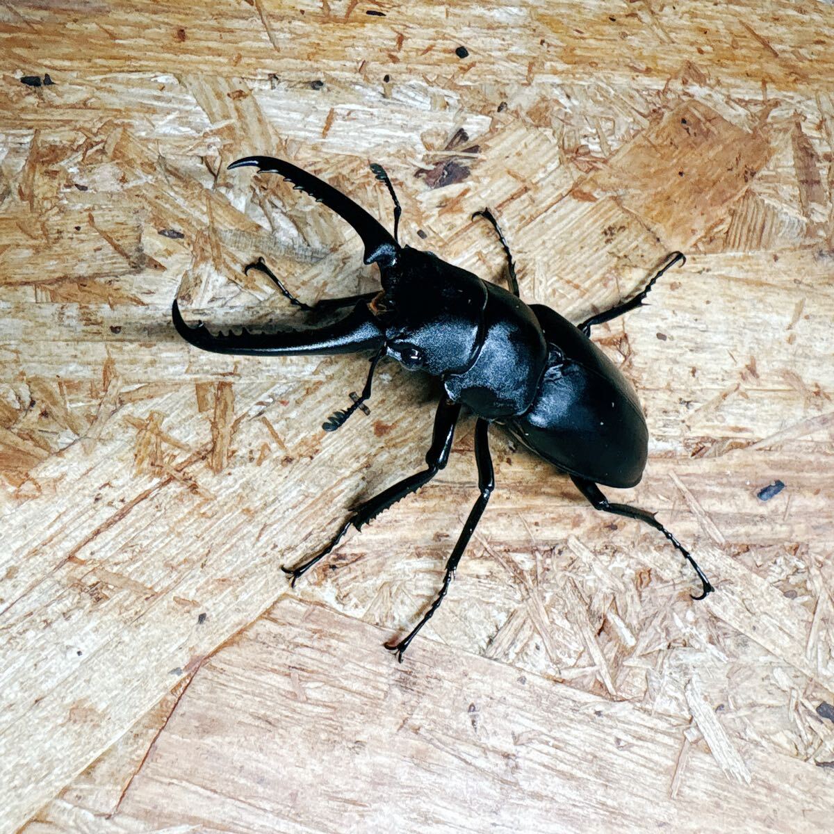 『M83』ギラファノコギリクワガタ(フローレス)♂67mm単体 拍卖