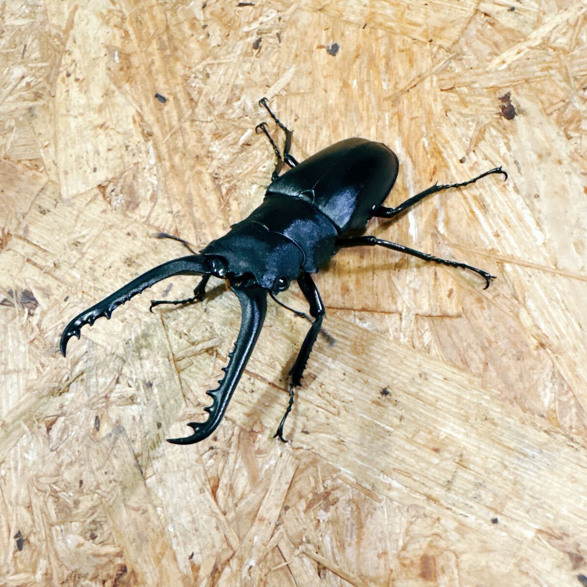 !!『M93』ギラファノコギリクワガタ(フローレス)♂83mm単体 拍卖