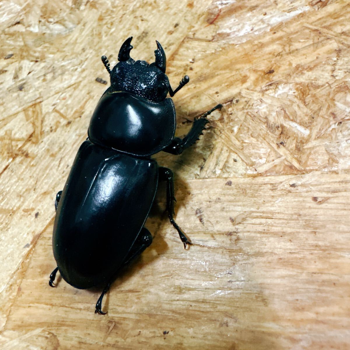 !!『M100』ブータンアンタエウス(シェムガン)♀43mm単体拍卖