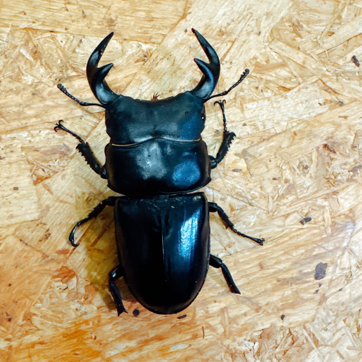 『M108』訳あり即ブリ インドグランディスオオクワガタGarda94.1血統(インド マニプール ラムカ)♂85mm 拍卖