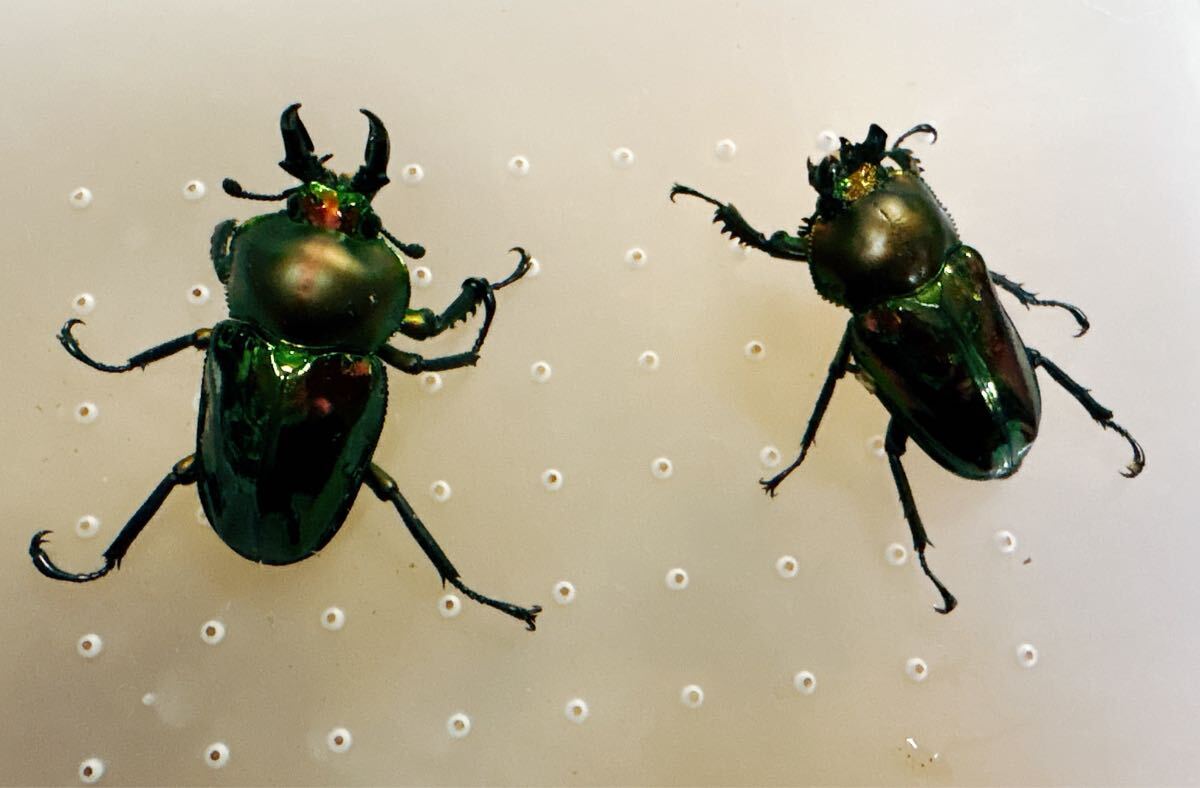 !!『M117』超赤ニジイロクワガタペア (クイーンズランド)♂43mm ♀36mm拍卖