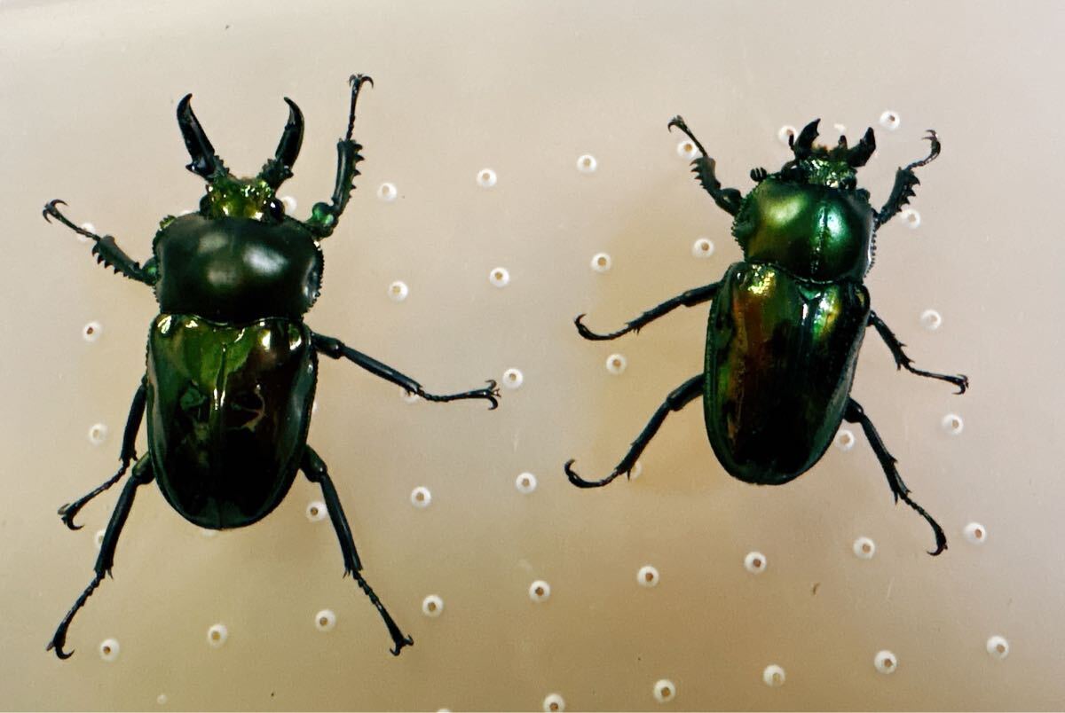 !!『M113』超緑ニジイロクワガタペア (クイーンズランド)♂41mm ♀34mm拍卖