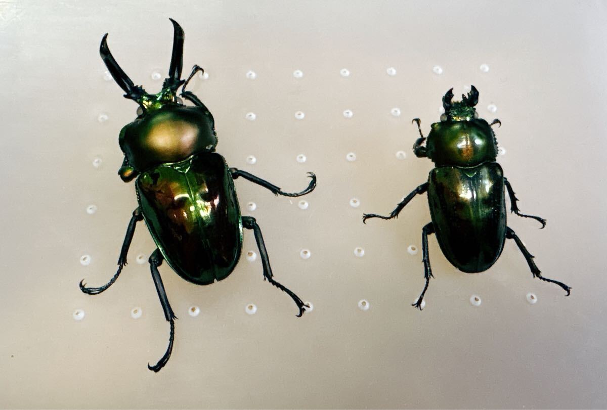 『M112』訳ありノーマル白眼ニジイロクワガタペア (クイーンズランド)♂51mm ♀35mm拍卖