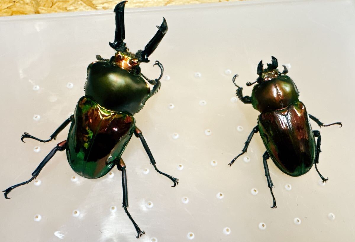 『M86』ペア超赤ニジイロクワガタ (クイーンズランド)♂51mm ♀37mm拍卖