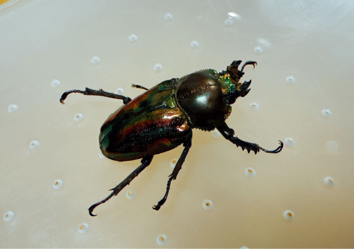 『M104』即ブリ超赤ニジイロクワガタ (クイーンズランド)♀33mm単体拍卖