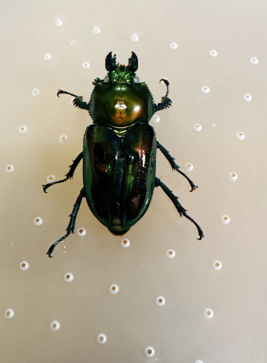 『M120』訳ありノーマル白眼ニジイロクワガタ (クイーンズランド) ♀39mm単体拍卖