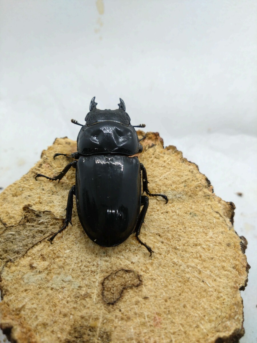 【千葉発】パラワン メス単品 ♀55.8mmディンプルあり 大型血統 ■■ 即決 早い者勝ち! ■■ パラワンオオヒラタ ■■その3拍卖