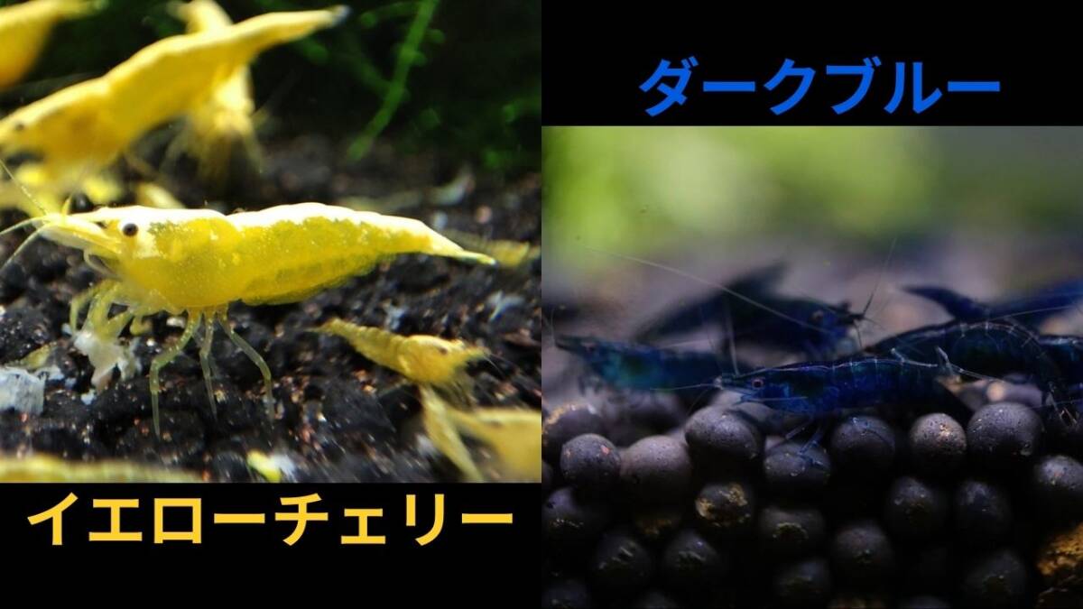【イエローチェリーシュリンプ10匹+ダークブルーシュリンプ10匹+補償各1匹】拍卖