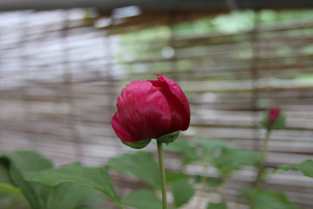 ヤマシャクヤク伊達極紅2芽 ※斑入り山野草 ※雪割草拍卖