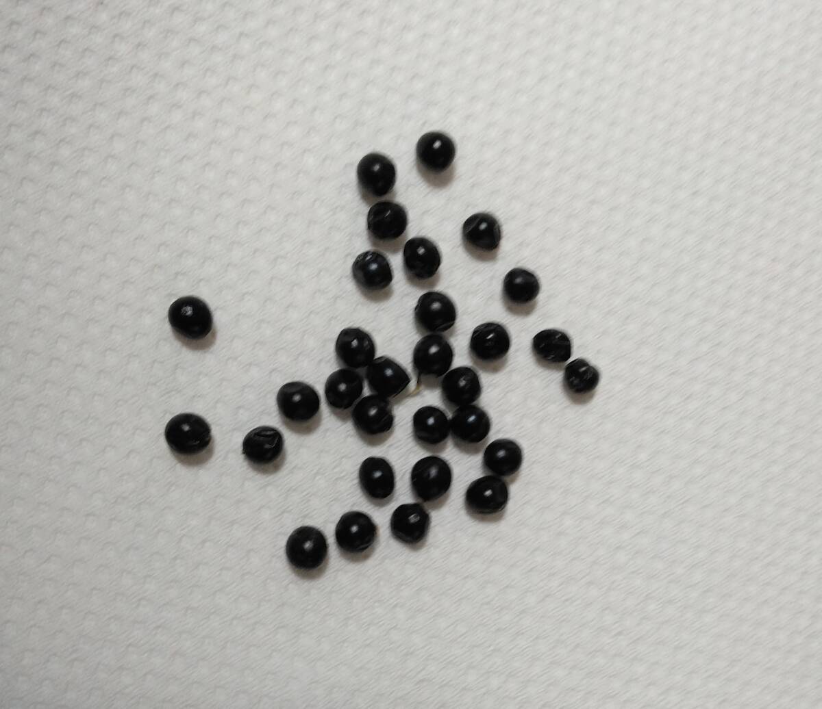 ヒオウギ オレンジ 種30粒 拍卖