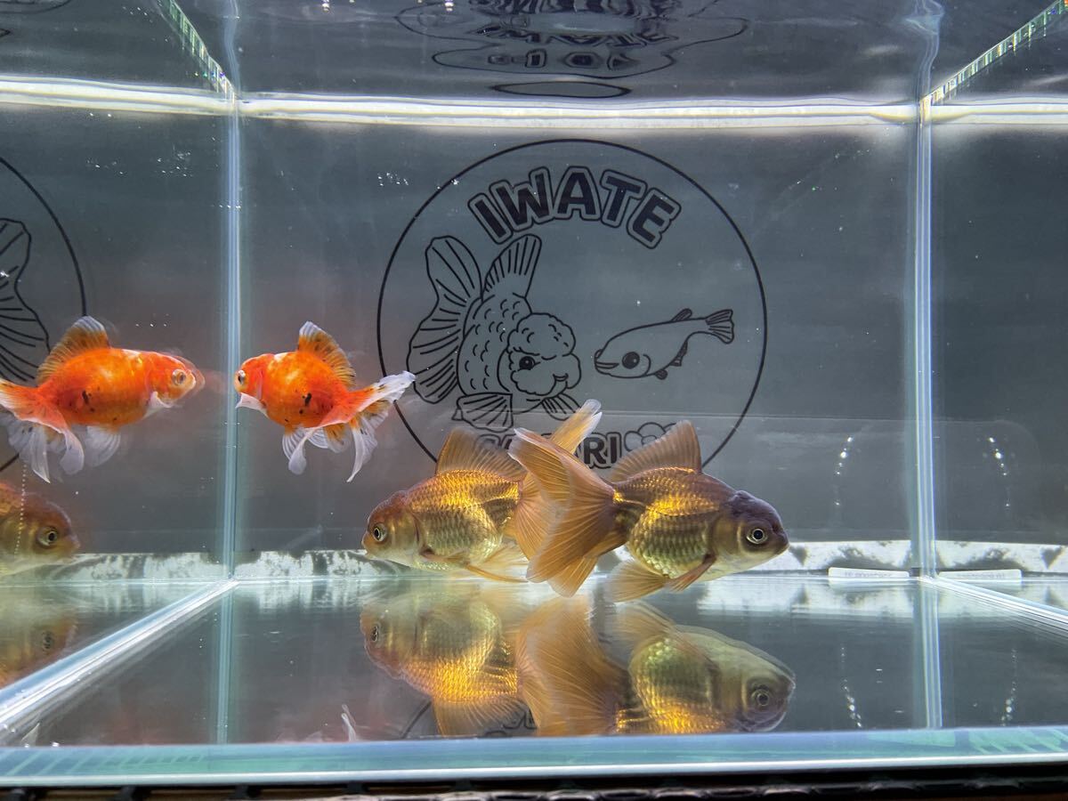 【さかり川観賞魚センター】 ローズテールオランダ 約9.5〜11.5cm 四つ尾拍卖