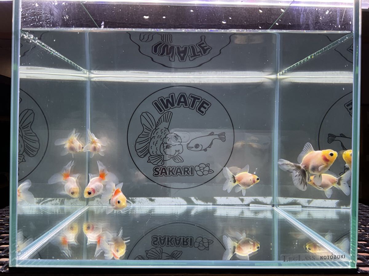 【さかり川観賞魚センター】 ローズテールオランダ 当歳 5匹セット拍卖