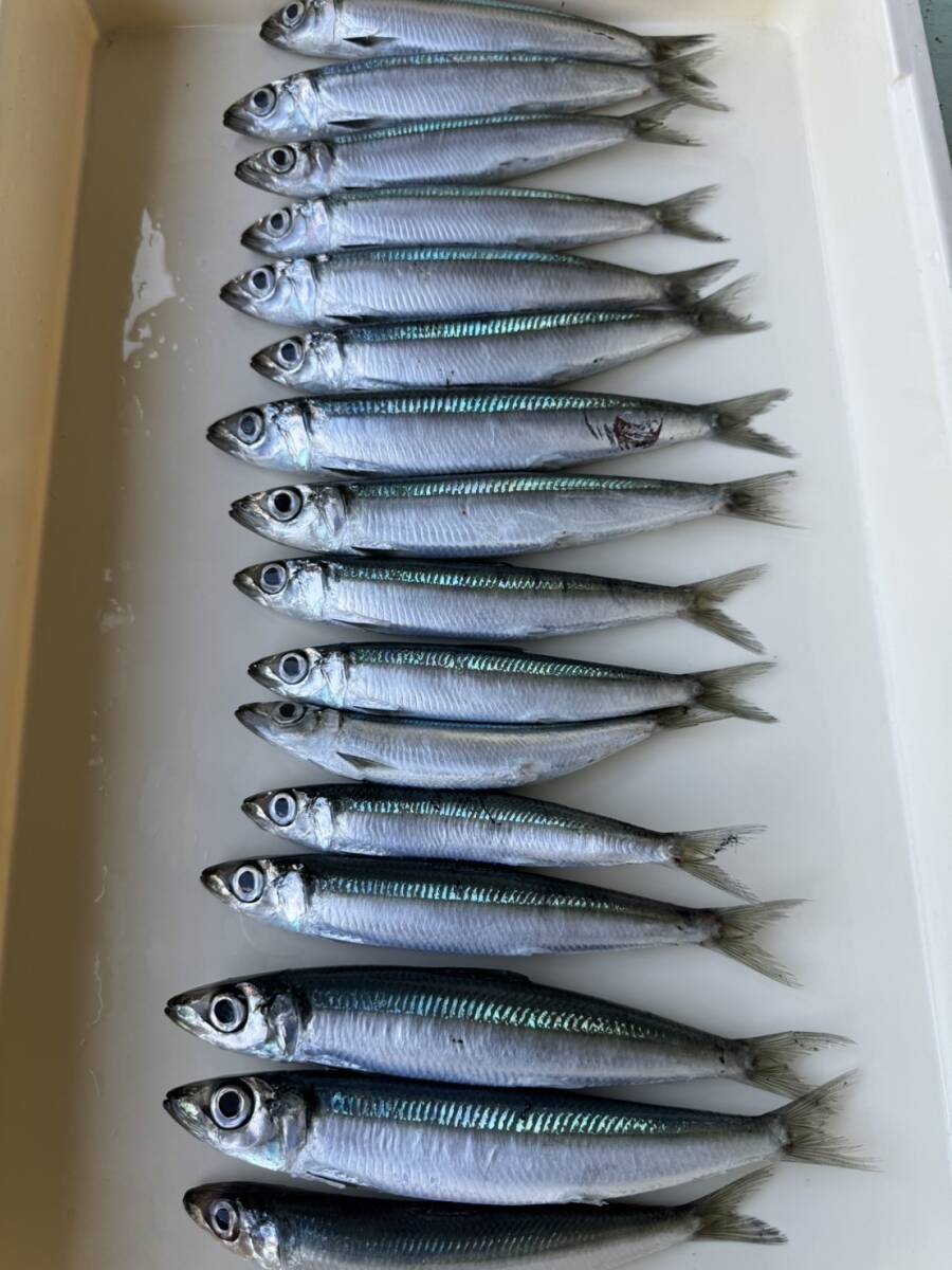 超お得14キロ ウルメイワシ 中大 大物釣り 餌 1キロ10~20匹×14=14キロ 140~280匹 鮮魚物冷凍 エサ クエ ハタ 底物 青物拍卖