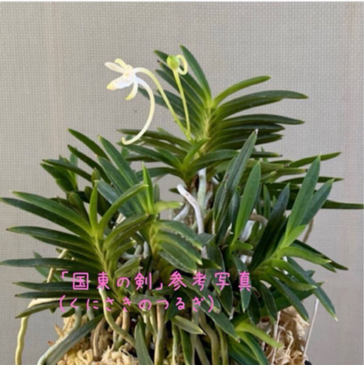 **大分産.富貴蘭.針葉素心「国東の剣(くにさきのつるぎ)」フウラン 野生ラン 山野草 古典園芸拍卖