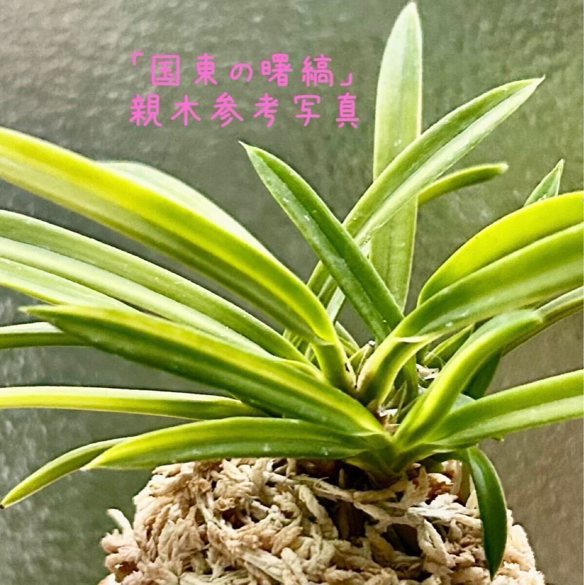 **大分産.富貴蘭「国東の曙縞(くにさきのあけぼのしま)」曙斑黄縞入り フウラン 野生ラン 山野草 古典園芸拍卖