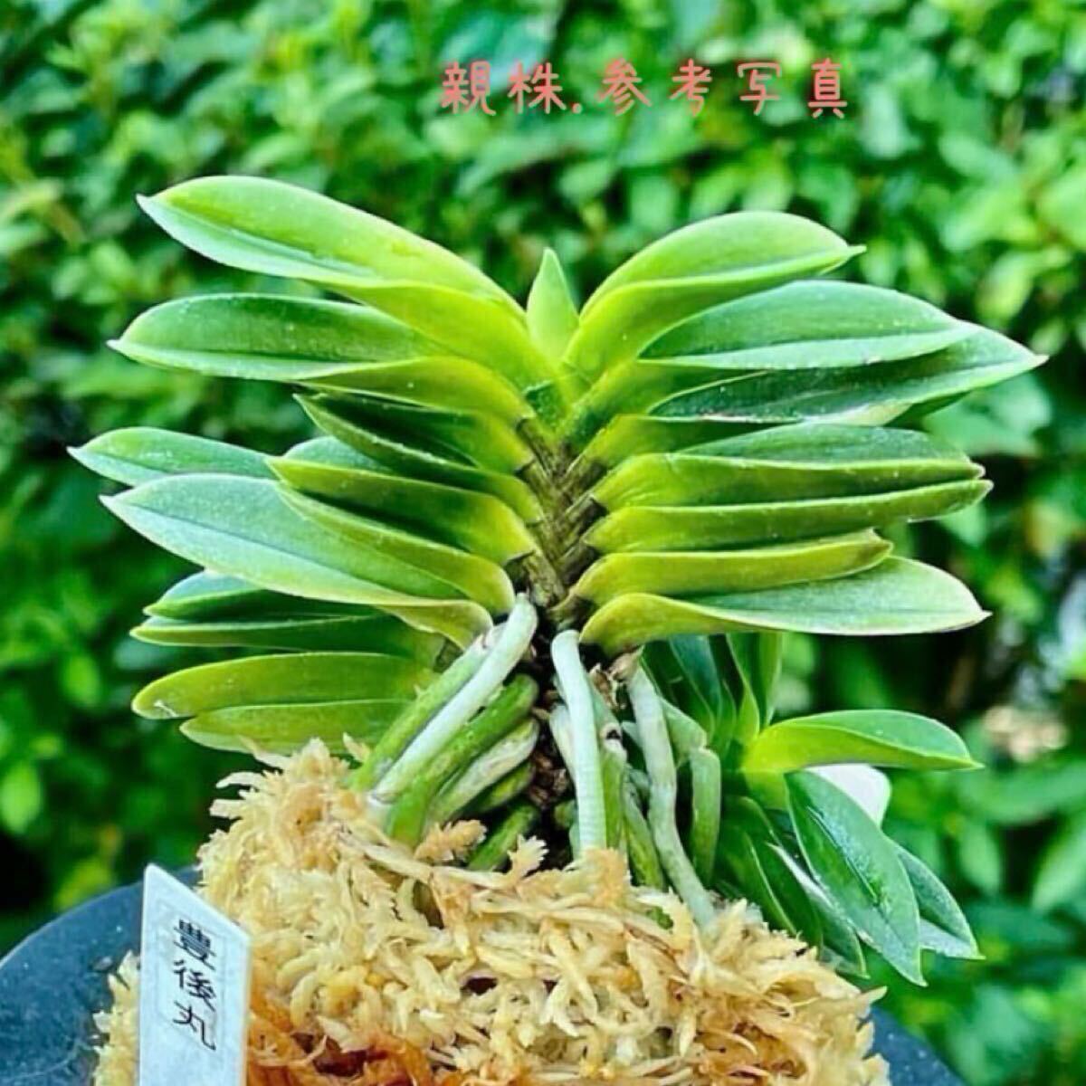 **大分産.富貴蘭.豆葉斑入「豊後丸(bungomaru)」フウラン 野生ラン 山野草 古典園芸拍卖