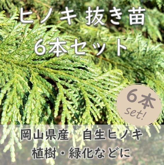 送料無料◆檜 ヒノキ 抜き苗 6本 小サイズ 盆栽 苗木 庭木 植樹 緑化 植林などにも 檜 ひのき 天然 実生苗 岡山県産 園芸拍卖