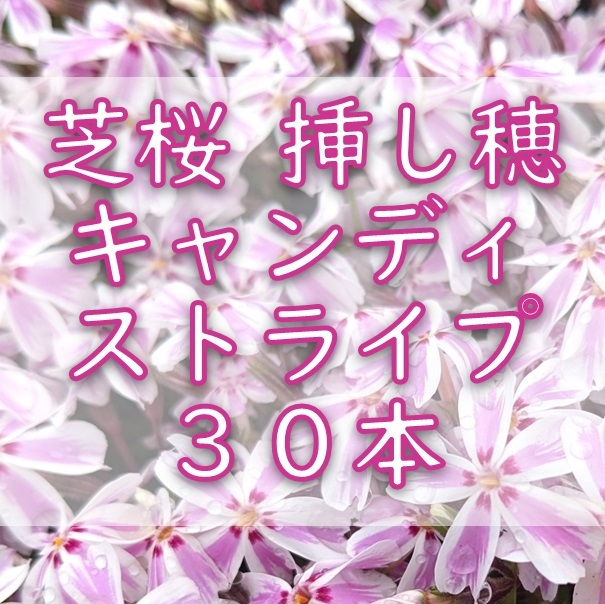 芝桜 挿し穂用カット苗 30本 6~8cm キャンディストライプ ピンク◆シバザクラ 耐寒性宿根草 常緑 グランドカバー 園芸 ガーデニング挿し木拍卖