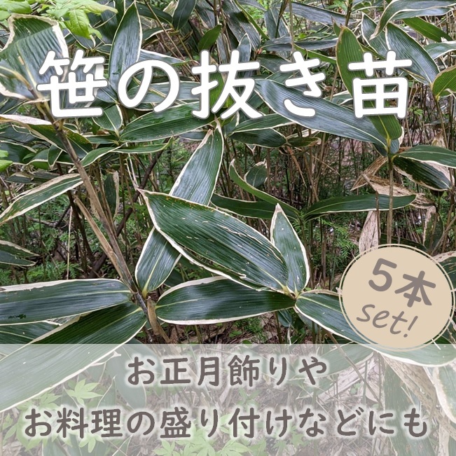 送料無料◆笹の抜き苗 5本 笹の根 正月飾り お料理や和菓子の飾り葉としても◎ 抗菌作用 隈笹 熊笹 クマザサ 山野草 園芸 ガーデニング拍卖