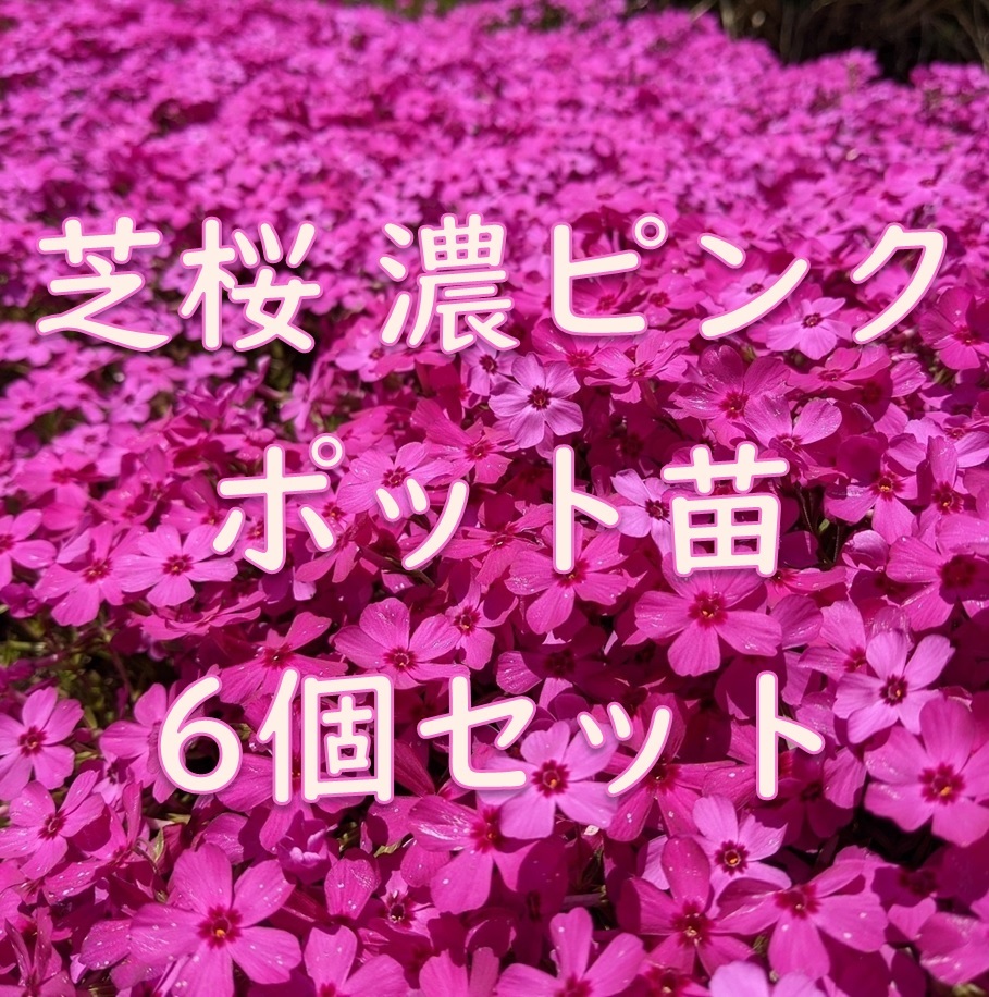 芝桜のポット苗 6個 濃いピンク◆シバザクラ 抜き苗 耐寒性◎ 根付き 宿根草 常緑 グランドカバー 園芸 ガーデニング拍卖