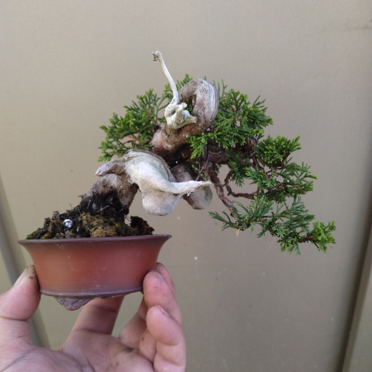 手の平サイズ糸魚川真柏、小品盆栽、捻転ミニ盆栽 拍卖