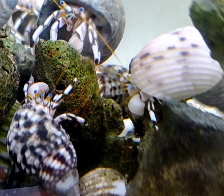 【最終在庫】沖縄産 シロサンゴヤドカリ10匹拍卖