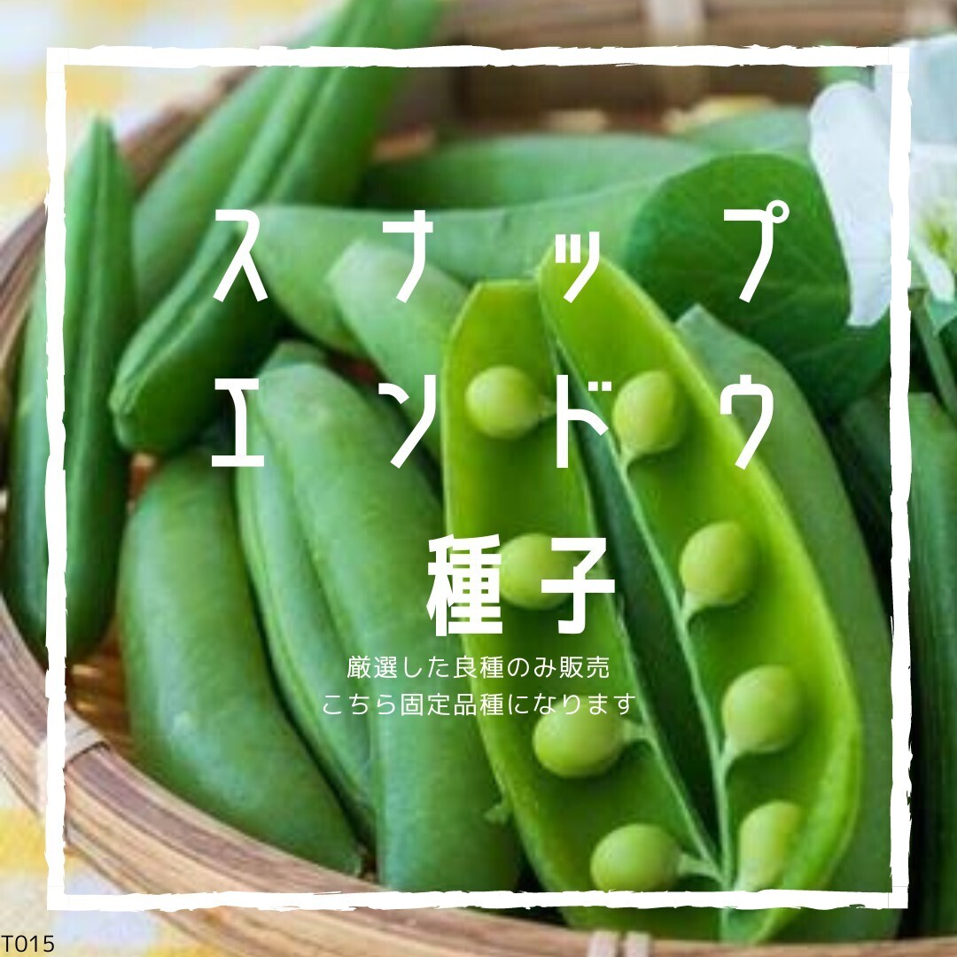 T15 家庭菜園でおすすめ品種 スナップエンドウ 固定種 野菜の種拍卖