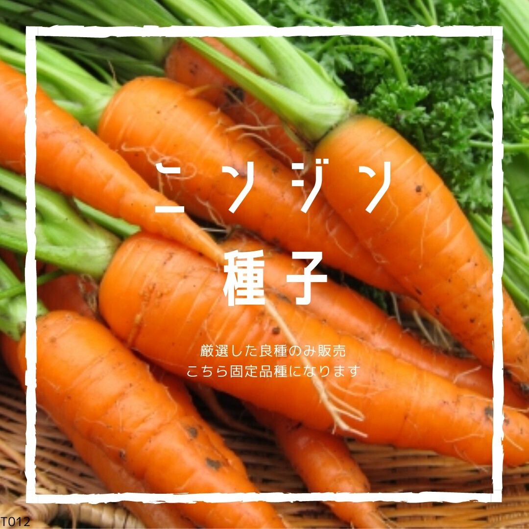 T12 家庭菜園でおすすめ品種 にんじん・人参 固定種 野菜の種拍卖